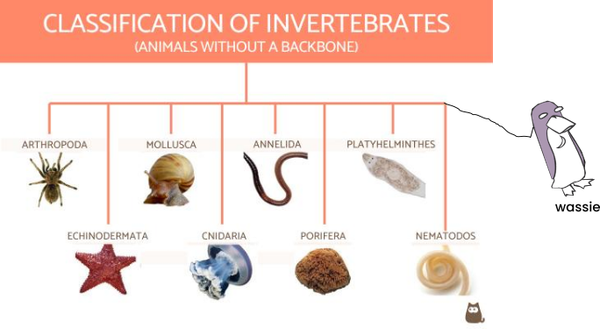 Invertebrate